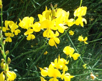 Broom Absolute also called Genet Absolute - Spartium junceum L - Morocco