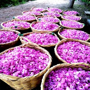 Premium Rose Essential Oil Otto - Rosa damascena Miller