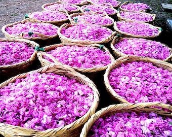 Premium Rose Essential Oil Otto - Rosa damascena Miller