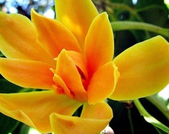 Absoluto de Flor de Champaca Dorada (Ingredientes de Perfumería)