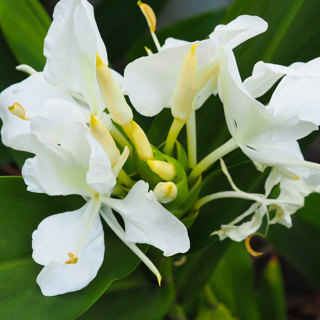 Ginger Lily Oil Co2 India Hedychium Spicatum Etsy