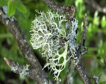Oakmoss Absolute  - MACEDONIA - MOROCCO - 100% Pure & Natural