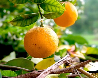 Absoluto de petitgrain - Citrus aurantium var. amara L - Marruecos