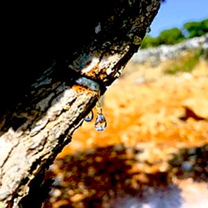 Könnte beinhalten: Nahaufnahme eines Baumstamms mit strukturierter, hellbrauner Rinde. Zwei klare Harztropfen hängen vom Baum und reflektieren die Umgebung. Der Hintergrund ist verschwommen und zeigt eine Mischung aus Orange- und Grüntönen.