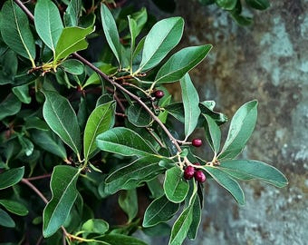 Absoluto de hoja de lentisco (ingredientes de perfumería)