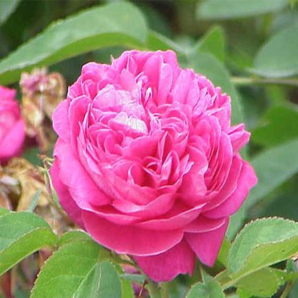 Rose de Mai Absolute - Rosa centifolia (Maroc) 5 grammes