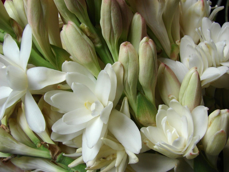 Tuberose Absolute India Polianthes tuberosa image 1