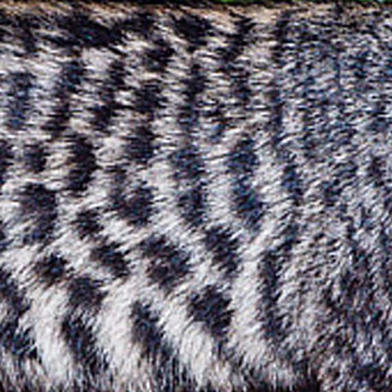Civet Absolute - Gold grade - Viverra civetta