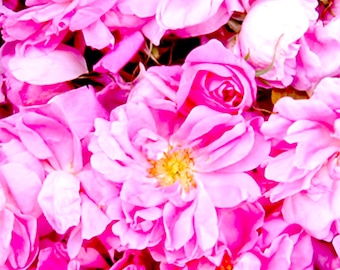 Absoluto de Rosa Hasayan - India (Ingredientes de Perfumería)