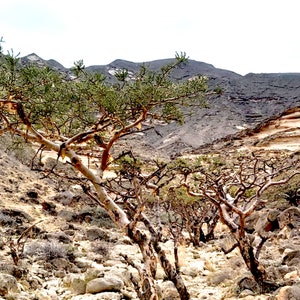 Hojari Frankincense Essential oil - Boswellia sacra - Oman