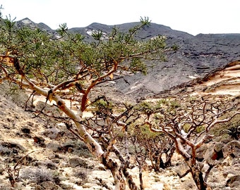 Huile essentielle d'encens hojari - Boswellia sacra - Oman