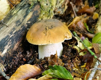 Mushroom Absolute - Boletus edulis - France