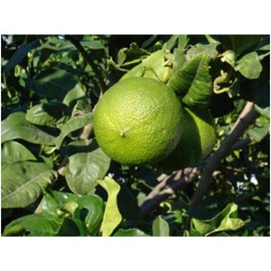 Könnte beinhalten: Nahaufnahme von grünen Limetten, die an einem Ast wachsen, umgeben von grünen Blättern. Die Limetten haben eine strukturierte Oberfläche und sind noch am Baum befestigt. Das Bild ist gut beleuchtet und zeigt die natürlichen Farben der Früchte und des Laubes.