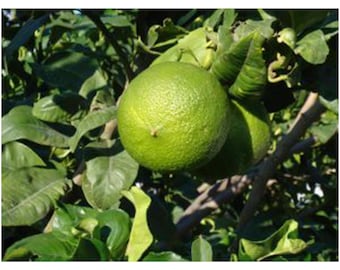 Premium Bergamot Essential Oil by Aromology from Italy - Citrus bergamia - 100% Pure & Natural