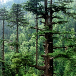 Wild Himalayan Cedarwood Essential Oil - Cedrus deodara