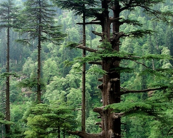 Wild Himalayan Cedarwood Essential Oil - Cedrus deodara