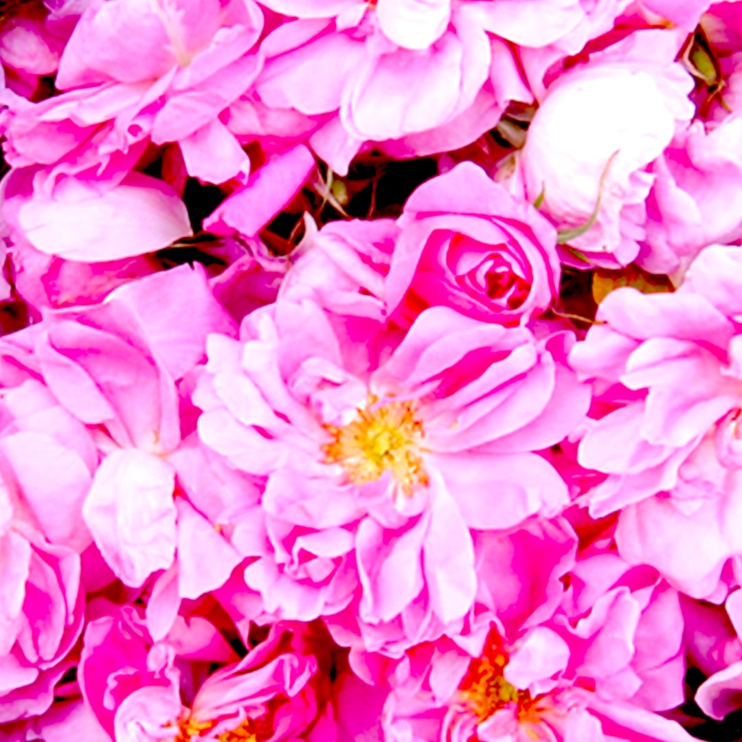 Turke Rosa Rose Absolute Select Grade -turkey - Rosa X Damascena Miller - Etsy