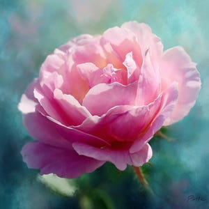 May include: A close-up of a pink rose in full bloom, with soft, layered petals. The rose is set against a blurred teal and blue background, creating a dreamy effect. The image captures the delicate beauty of the flower.