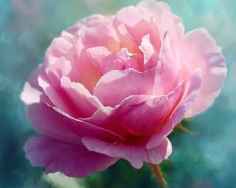 Persian Rose Oil Otto - Select Grade (Perfumery Ingredients)