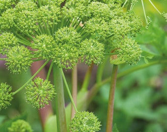 Angelica Roots Essential Oil - India - Angelica archangelica