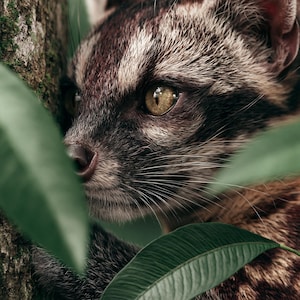 Civetate®- Animalic Musk (Perfumery Ingredients)