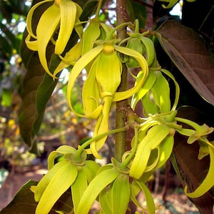 Ylang Ylang Absolute Madagascar -Cananga odorata - 100% Pure & Natural