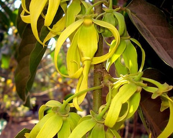 Ylang Ylang Absolute Madagascar -Cananga odorata - 100% Pure & Natural
