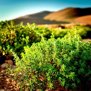 May include: A close-up shot of thriving green thyme plants. The image shows dense, bushy thyme with small leaves, set against a backdrop of a blurred mountain range and a clear blue sky. The plants are growing outdoors in a sunny environment.