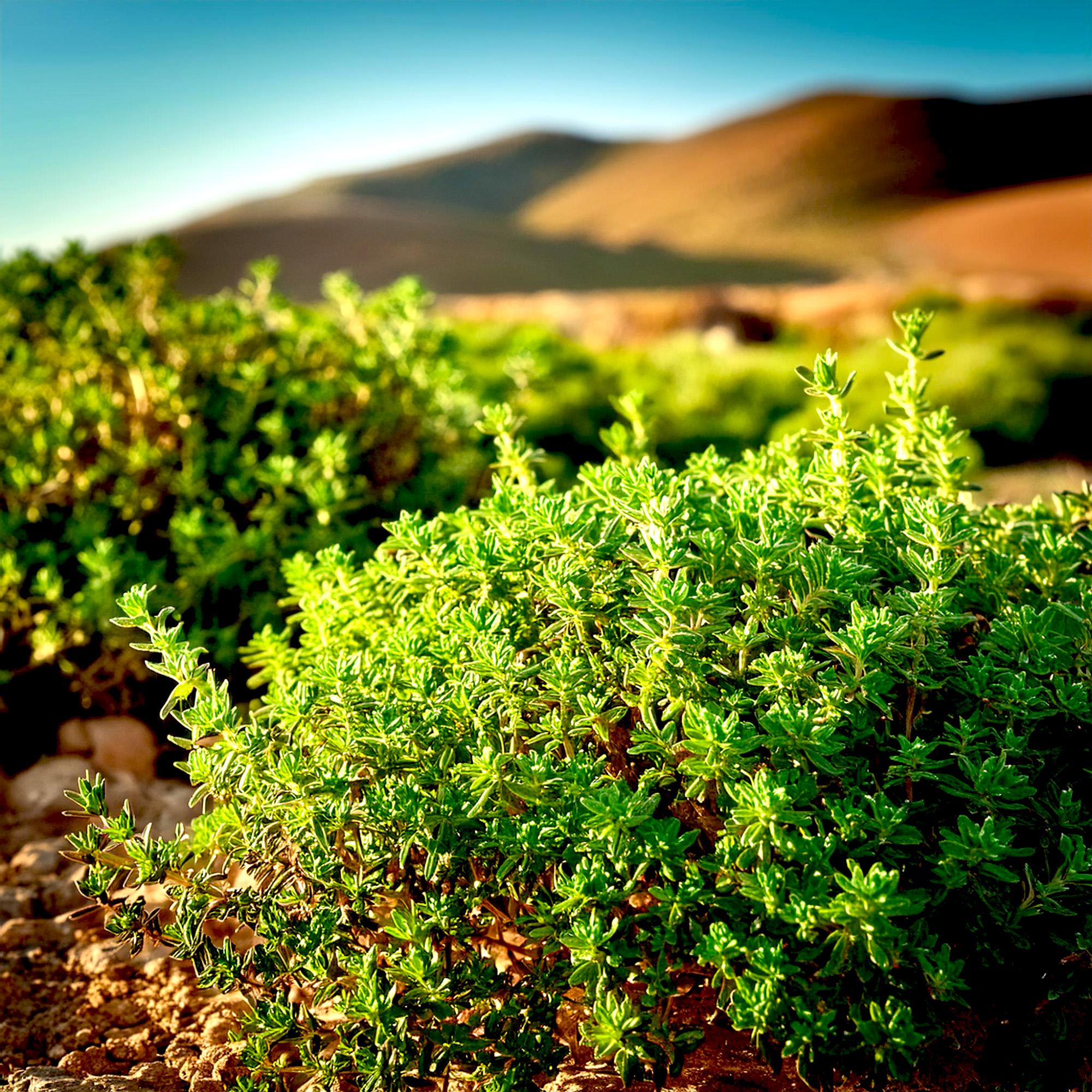 Thyme Absolute- Morocco - Thymus Saturejoides - Etsy