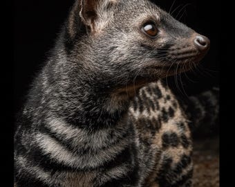 Civet Floraline Synth (Robertet Perfumery Ingredients)