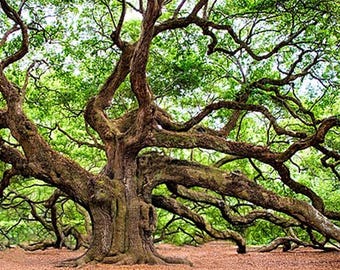 Absoluto de Roble Francés 50% TEC (Ingredientes de Perfumería)