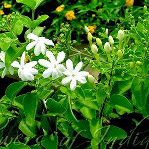 Jasmine Auriculatum Absolute - Jasminum - India