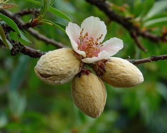 Benzaldéhyde naturel - Cerise (ingrédients de la parfumerie)
