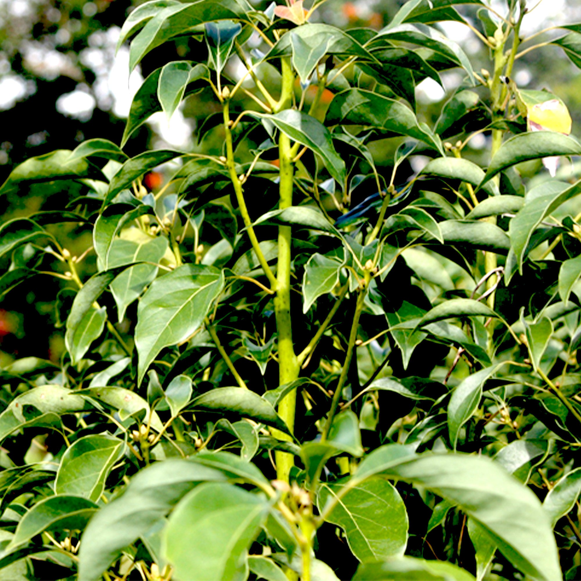 Ravintsara Organic (Cinnamomum camphora) Madagascar – Lunaroma Aromatic  Apothecary
