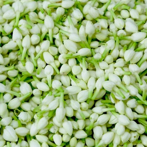 Jasmine Absolute - India - Jasmine Sambac