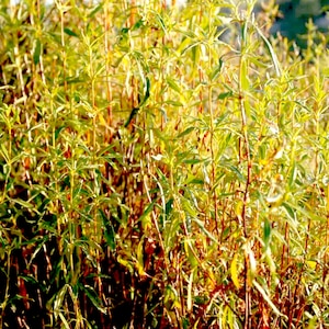 Premium Labdanum absolute - Spain - Cistus ladaniferus var. beta maculata