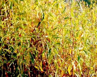 Premium Labdanum absolute - Spain - Cistus ladaniferus var. beta maculata