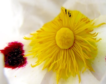 Cistus SEV Absolute - Spain - Cistus ladaniferus var. beta maculata