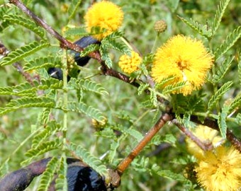 Absoluto de Cassie - Acacia farnesiana (Ingredientes de perfumería de Egipto)