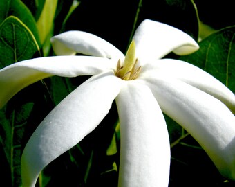 Gardenia taitensis -  Tiare essential oil - Nepal