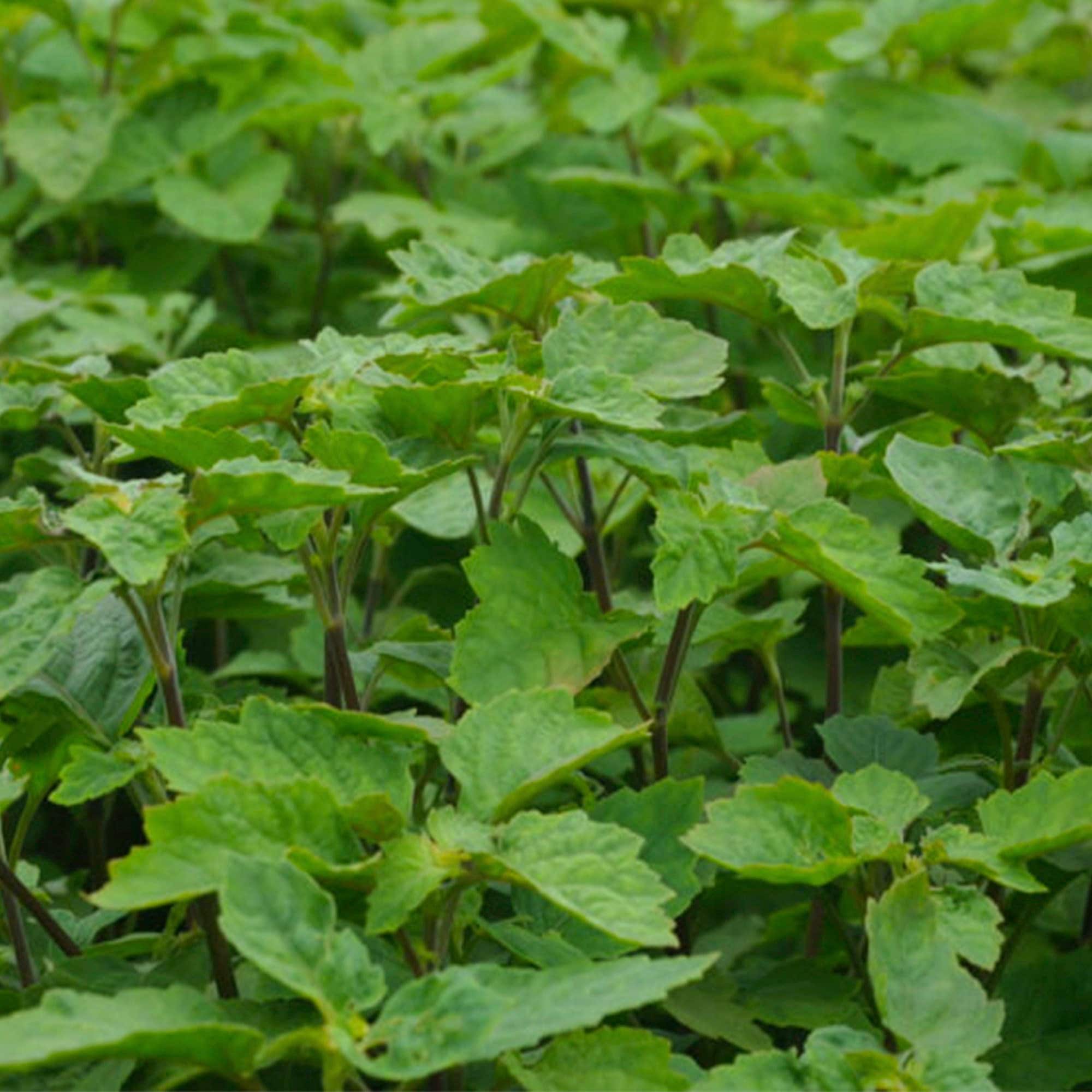 Premium Patchouli  Molecular distillation Essential Oil Dark- Indonesia - Pogostemon cablin