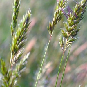 May include: Detailed image of grass seed heads, showcasing green and brown hues. The seed heads have a delicate, feathery texture, with long, slender green stems. The background is blurred, implying a natural setting like a field or meadow.