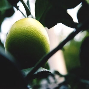 White Grapefruit Essential oil - USA - Citrus paradisii