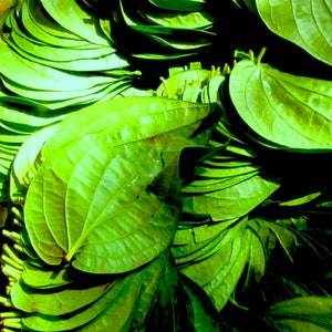 Betel Leaf Essential Oil  - Otto - Piper betle - India