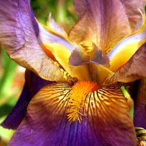 Orris butter 18% Irones - Iris Pallida - France