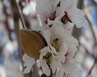 Aceite esencial de almendra amarga FPA- Marruecos - (Ingredientes de perfumería)