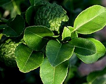 Può includere: Primo piano di una pianta di lime kaffir con frutti verdi strutturati e foglie verdi vibranti. Le foglie hanno un aspetto lucido e il frutto ha una consistenza irregolare. L'immagine è ben illuminata, evidenziando i dettagli della pianta.