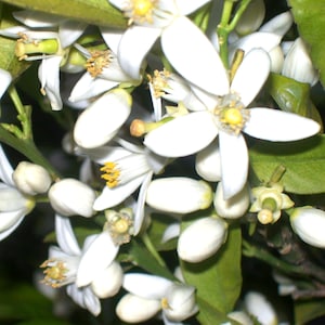 Orange Blossom Absolute - Citrus aurantium var. amara (Morocco)