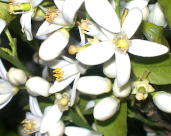 Orange Blossom Absolute - Citrus aurantium var. amara (Morocco)
