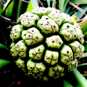 Kewra Essential Oil - Pandanus odoratissimus L. - India